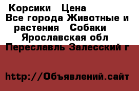 Корсики › Цена ­ 15 000 - Все города Животные и растения » Собаки   . Ярославская обл.,Переславль-Залесский г.